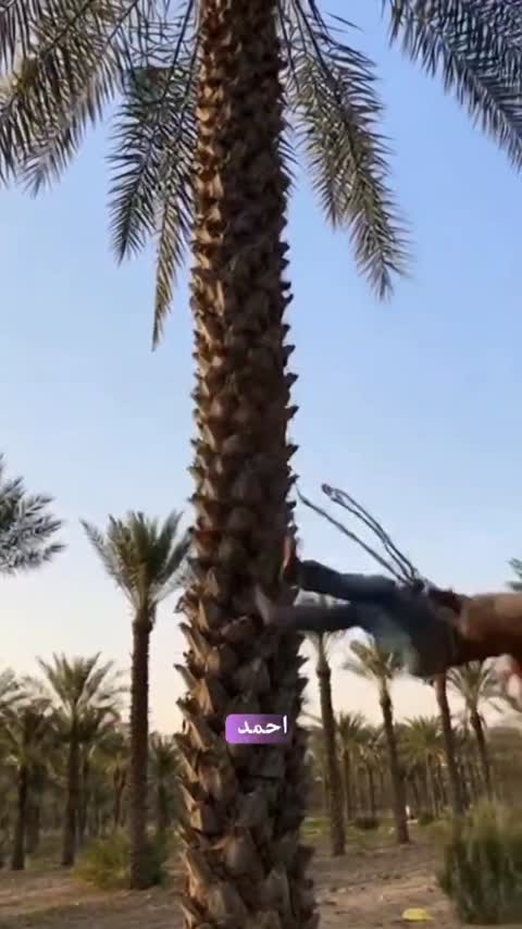 بالابر نخل گلارو مدل LP-60