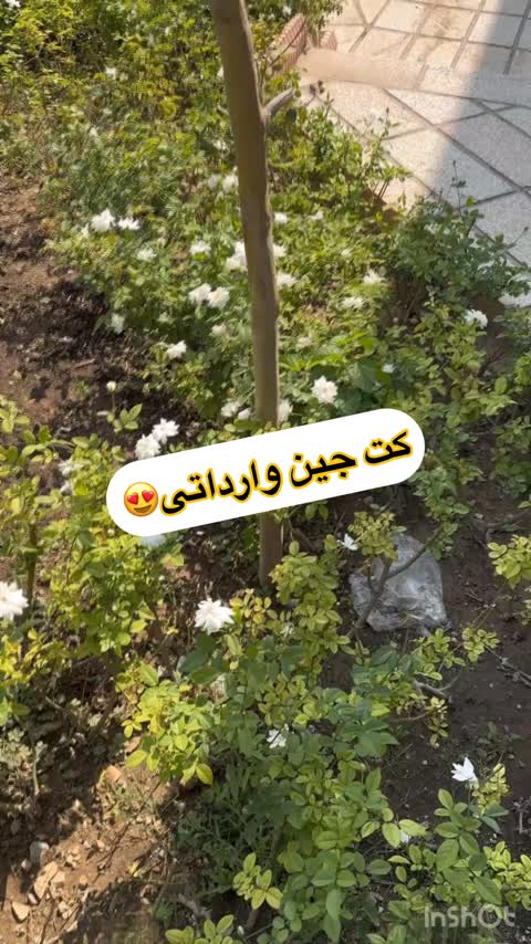 کت جین وارداتی اورجینال 