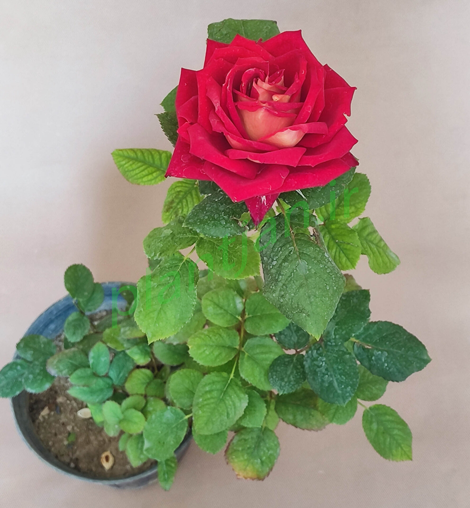 بوته گل رز قرمز پشت زرد