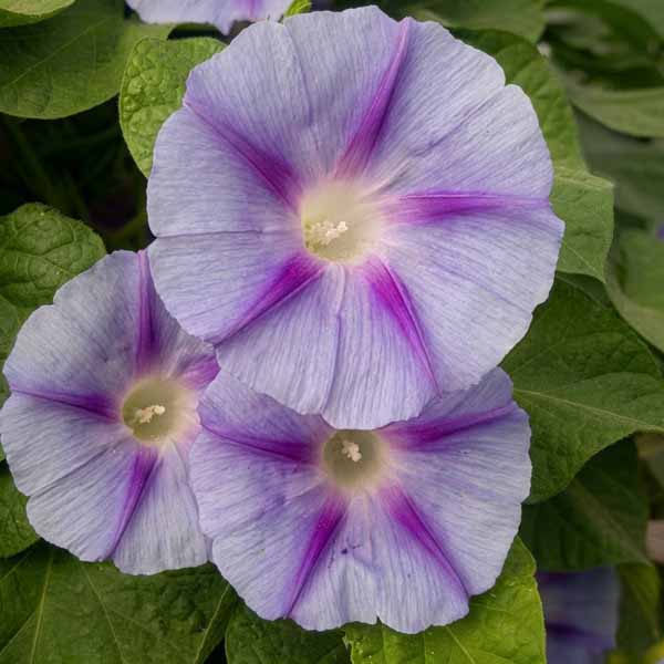 بذر گل نیلوفر پیچ دکاپو