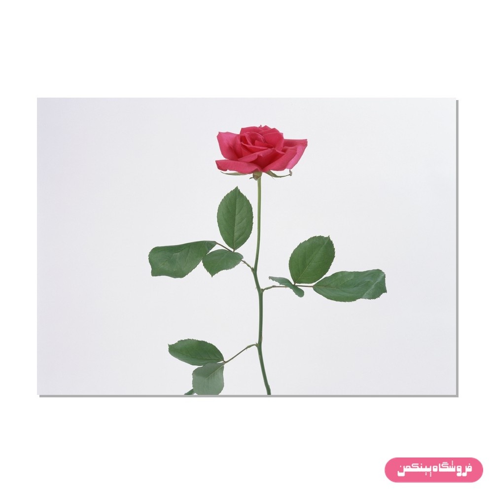 پوستر پینکمن طرح گل رنگارنگ و منظره طبیعت مدل Jm980