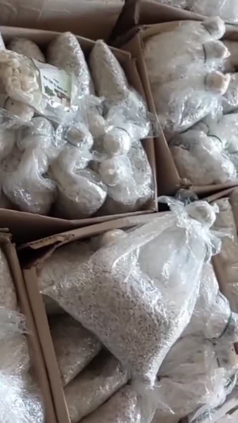 بذر قارچ صدفی سفید یک کیلوگرمی