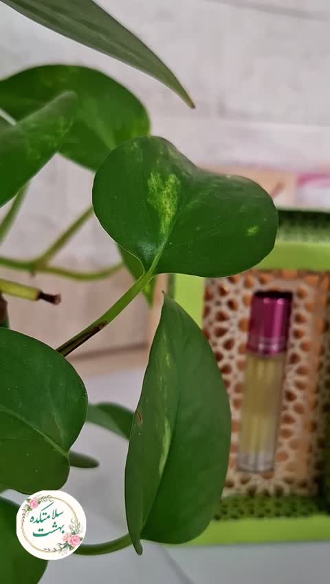 عطر طبیعی نعنا 4 گرمی مرهم طبیب 
