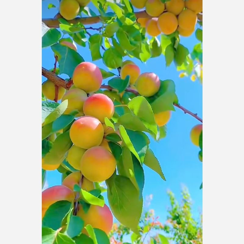 کمال  قاسمی