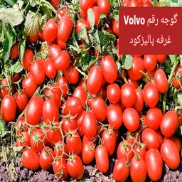 گوجه فرنگی زمینی 5000 عددی رقم Volvo F1