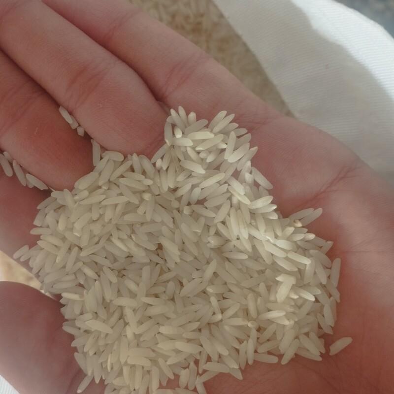 برنج شیرودی اعلا فریدونکنار (نمونه یک کیلویی)