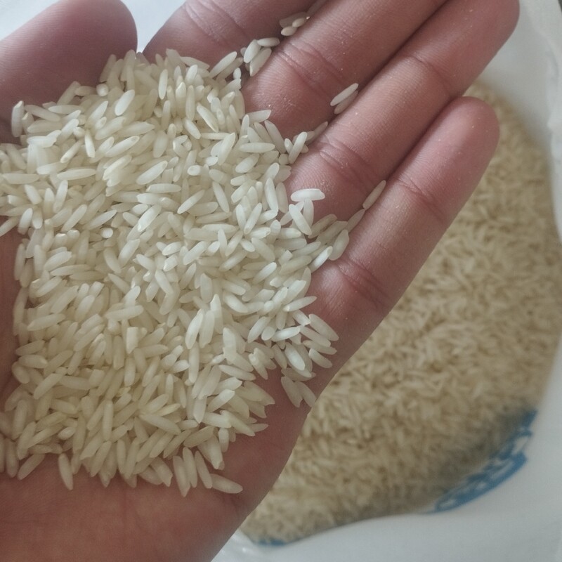 برنج کشت دوم اعیونی فریدونکنار (تخفیف ویژه)