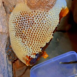 عسل وحشی قرمز صخره ویرانگر قدرتمند نژادبرتر زنبور ریز جنوب یک کیلویی