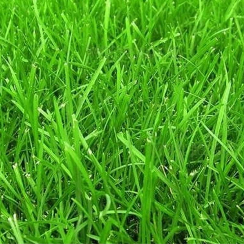 بذر چمن سبز بسته (20 گرمی).