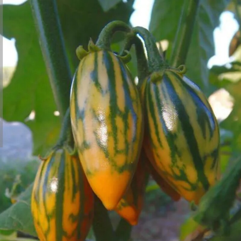 بذر کمیاب بادمجان توگا مکزیکی بسته (10 عددی).