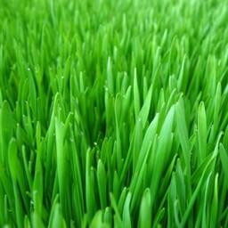 بذر چمن سبز بسته (10 گرمی).