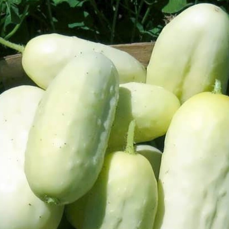 بذر کمیاب خیار سفید تایلندی بسته (3 عددی).
