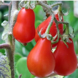 بذر گوجه گلابی قرمز  بسته (5 عددی).