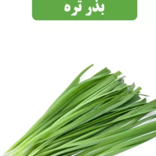 بذر  سبزی تره بسته (500 عددی).   