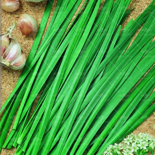 بذر سبزی تره بسته (2000 عددی).