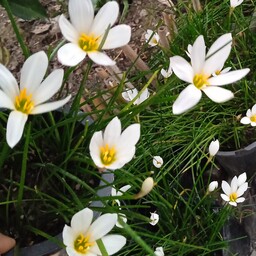 پیاز ریزوم گل سوسن باران سفید سایز کوچک