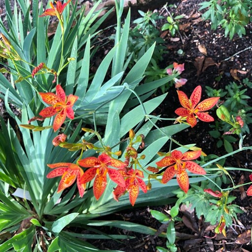 بذر زنبق پلنگی iris domestica