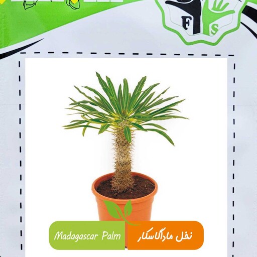 بذر نخل ماداگاسکار فصل سبز کد FSSEED-049