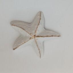 ستاره دریایی 3 عدد