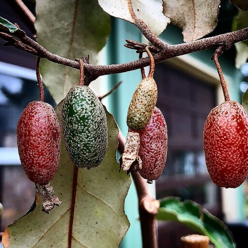 نهال سیلور بری میوه درشت (ارسال فقط با باربری و هزینه ارسال به صورت پس کرایه )