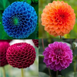 بسته پیاز گل کوکب در 4 رنگ مختلف  200 گرمی  (چند عدد با سایز های مختلفc)