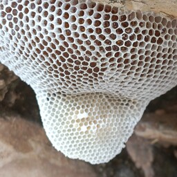 عسل طبیعی موم دار کبیرکوه خرید مستقیم از زنبوردار(کیلویی)