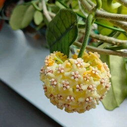  گیاه هویا ویولوسا کائوبنگ (گیاه طبیعی، گل طبیعی،  گل هویا خاص، گل آویز، گل مینیمال، گیاه آپارتمانی، گل آپارتمانی جدید )