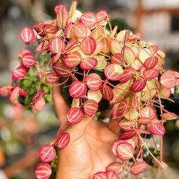 گیاه هویا دیسچیدیا مادری (گیاه آپارتمانی، گل طبیعی، گل آویز، گیاه هویا دیسچیدیا ابلق، گل هویا دیسچیدیا ابلق، هویا ابلق)