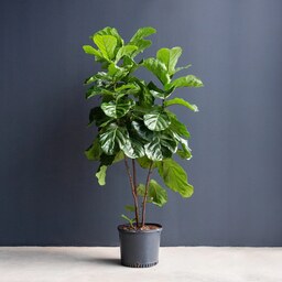 گیاه فیکوس لیراتا برگ پهن (گیاه آپارتمانی، گل زینتی، گیاه بزرگ، گیاه برگ پهن، گل طبیعی گیاه زنده گل، فیکوس آفریقایی  )