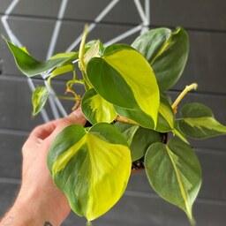 گیاه فیلودندرون اسکاندیس ابلق برزیلی  (گیاه آپارتمانی اسکاندیس، گیاه طبیعی اسکاندیس، گل اسکاندیس، گل ابلق، گیاه ابلق)