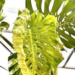 گیاه برگ انجیری مونسترا جاینت غول ( برگ انجیری مانسترا، دلیشیوزا دلیسیوسا قلمه مانسترا  گیاه طبیعی گل طبیعی گلدان)