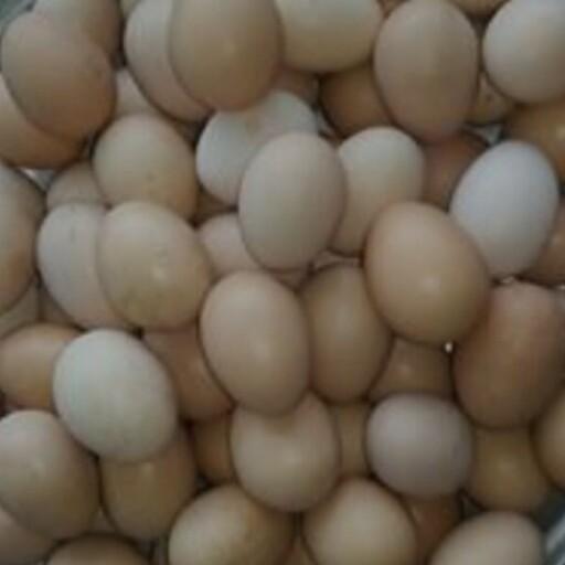 تخم مرغ  و اردک محلی 