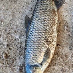 ماهی آمور