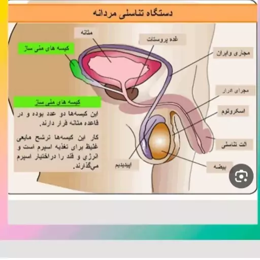 دمنوش گیاهی برای عفونت اقایان