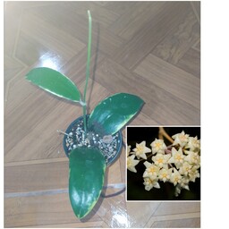 هویا آکوتا دور ابلق خوش رشد گیاهچه فعال در گلدون 6