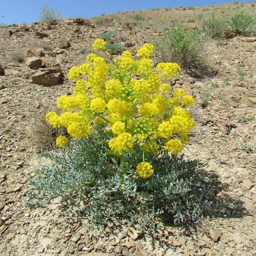 بذر آنغوزه 1 گرمی