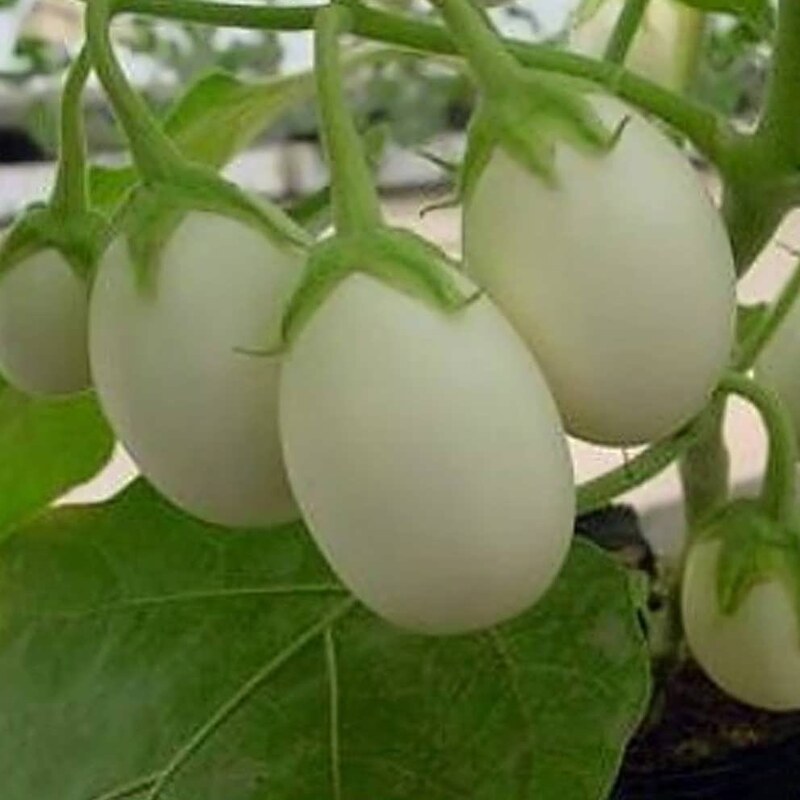 بذر بادمجان سفید سولانیوم 10 عددی