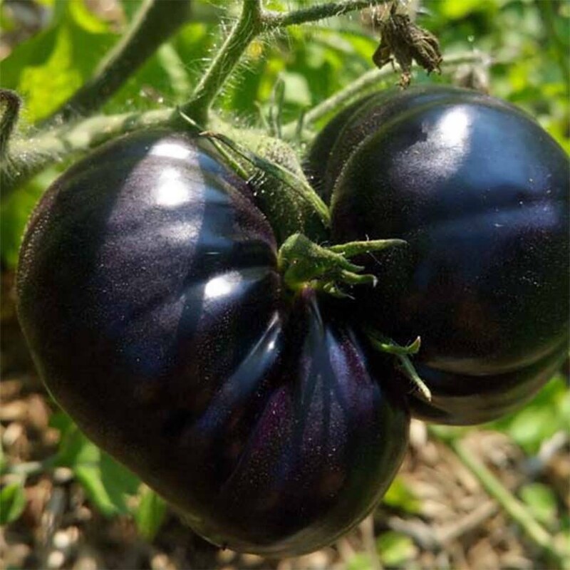 بذر گوجه فرنگی سیاه زیبا 5 عددی