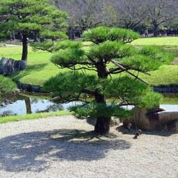 بذر درخت بونسای کاج ژاپنی4 عددی