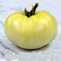بذر گوجه فرنگی سفید5 عددی