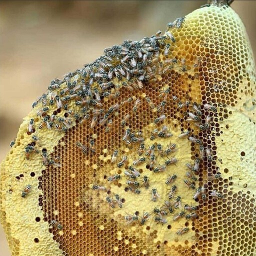 عسل سرشاخه جنگلی وحشی 900 گرم