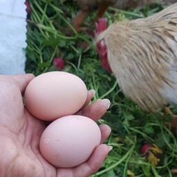 تخم مرغ محلی فری ران 10 تایی (با 250 تومن حداقل خرید از غرفمون برای هردومون ی خرید به صرفه میشه)(هزینه ارسال پسکرایه)