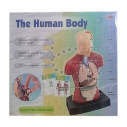 ماکت آموزشی بدن انسان مدل 3301