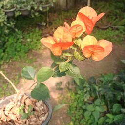 گل کاغذی نارنجی ارتفاع حدود 60 سانت پسکرایه