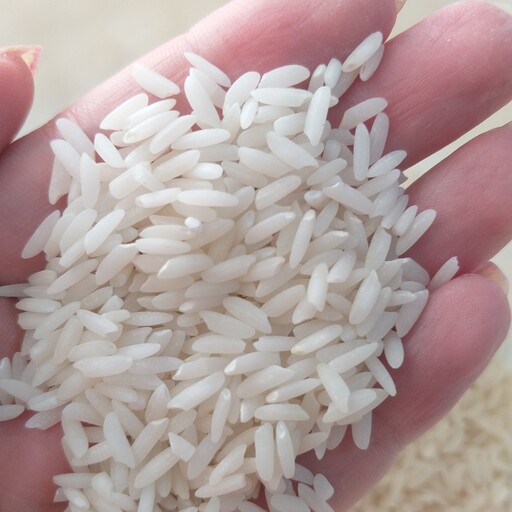 برنج طارم محلی امساله ،5 کیلویی