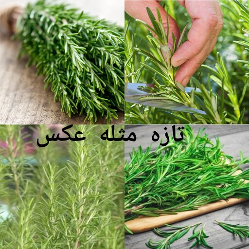 رزماری تازه100گرم رزماری خیس اکلیل کوه یک بسته