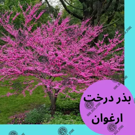 بذر درخت زیبای ارغوان