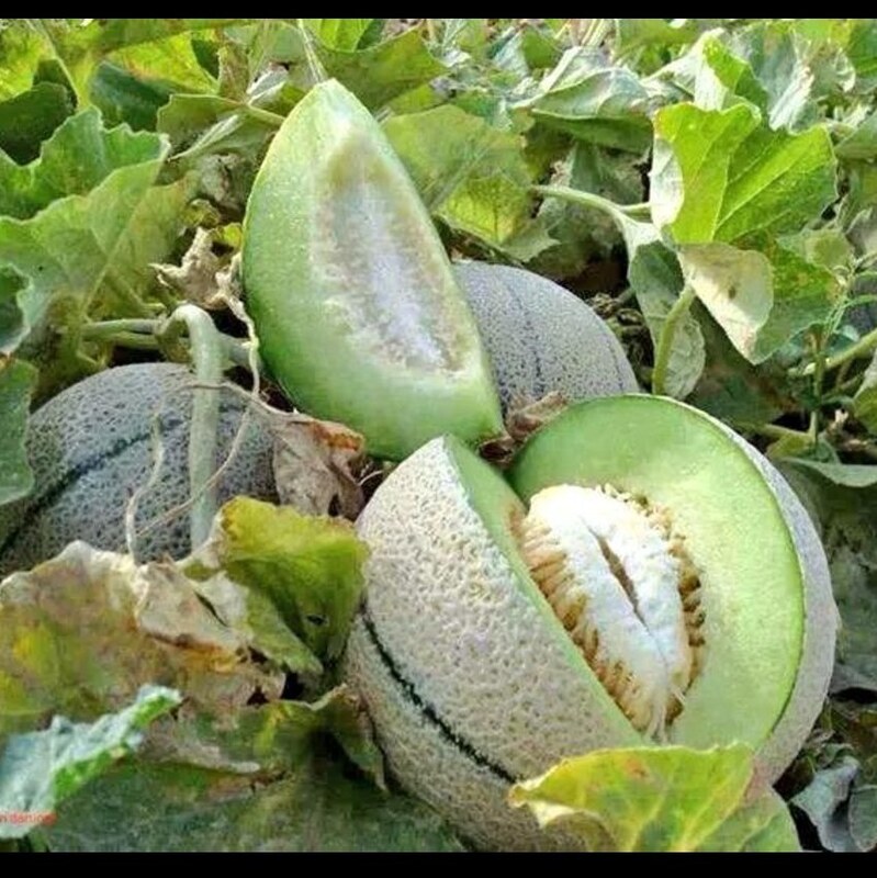 بذر طالبی سمسوری رقم زودرس - Samsori Melon
