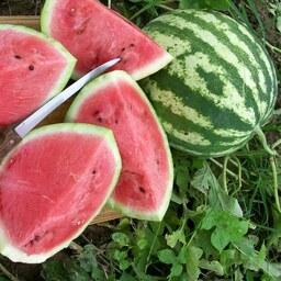 بذر هندوانه کریمسون سوئیت -  Crimson Sweet  Watermelon
