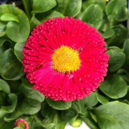 بذر گل مینا چمنی قرمز - English Red Daisy